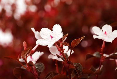 Close-up of cherry blossom outdoors