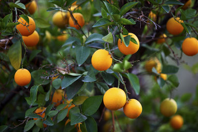 Close-up of oranges growing on tree