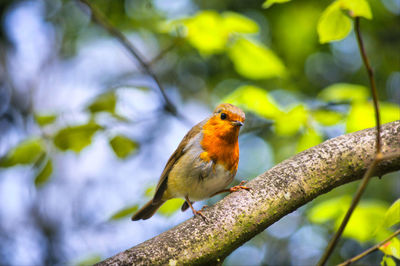 Close-up of bird perching on tree