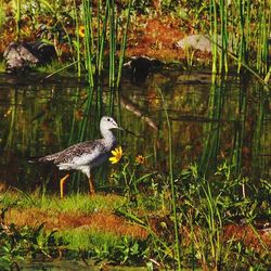 Bird on grass