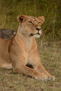 Full length of a cat on field