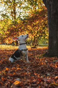 Dog standing on leaves during autumn