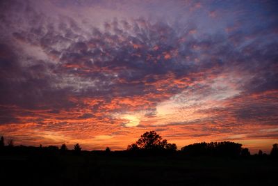 Silhouette of trees at sunset