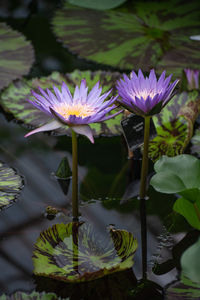 Close-up of lotus water lily in pond