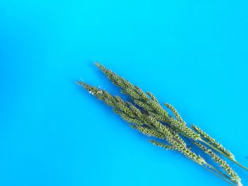 Close-up of dead plant over sea against blue background