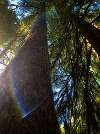 Low angle view of bamboo trees in forest