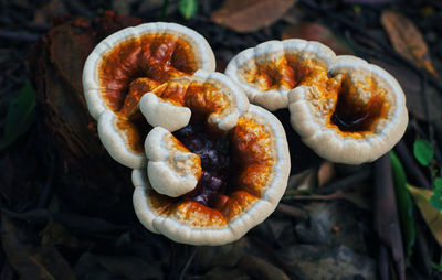 High angle view of mushrooms growing on plant