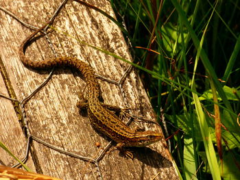 Close-up of lizard