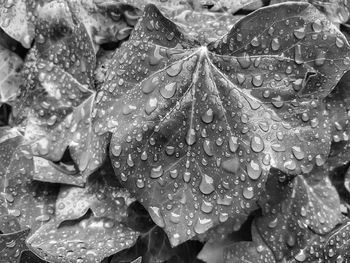 Close-up of raindrops on leaves