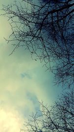 Low angle view of bare trees against sky