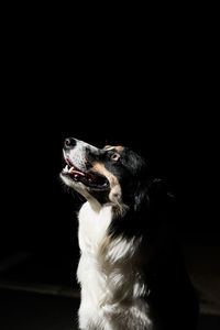 Close-up of dog looking away against black background