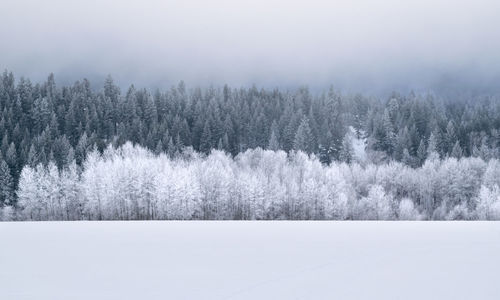 Snow covered pine trees in forest against sky