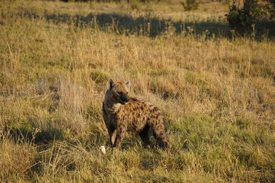 Lioness running on field