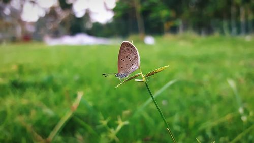 Butterfly perching on grass