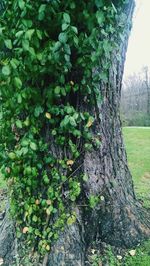Moss growing on tree trunk