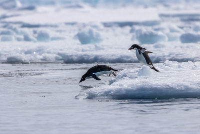 Birds flying over sea