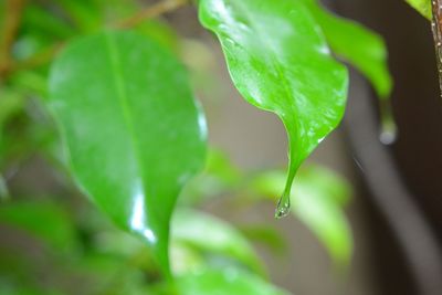 Close-up of water drops on leaf