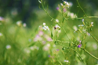 Close-up of fresh white flowers