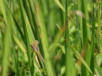 Close-up of insect on grass