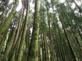 Low angle view of bamboo trees in forest