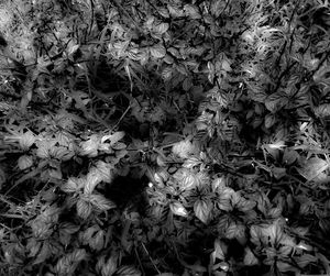 Full frame shot of flowers