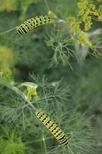 Two caterpillars on dill pant