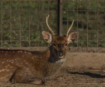 Portrait of deer