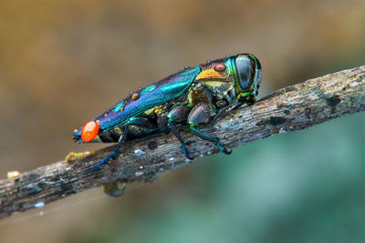 Close-up of insect on branch