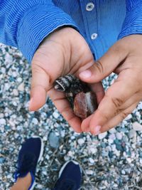 Low section of person holding crab on pebbles