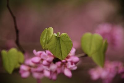 Close-up of pink flower