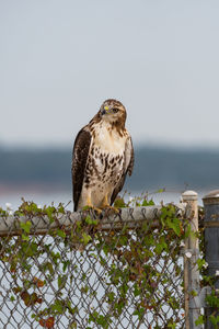 Bird perching on a plant