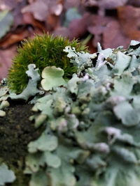 Close-up of lichen