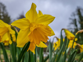 Close-up of yellow flowering plant against sky