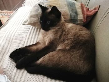 Cat lying on sofa at home