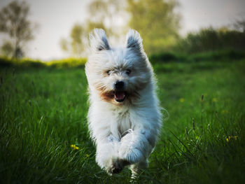 Close-up of dog on grass