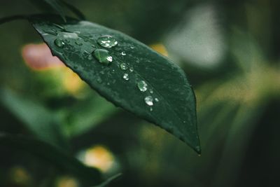 Close-up of water drops on leaves during rainy season