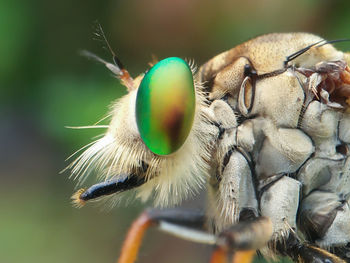 Close-up of insect