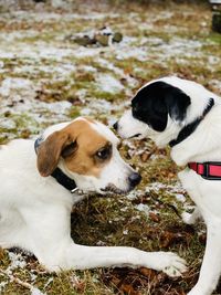 Two dogs on a field