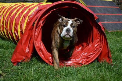 Portrait of dog on field