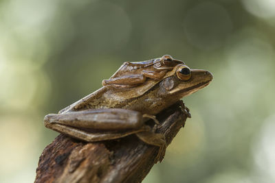 Tree frog on nature place