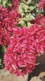 Close-up of red flowers