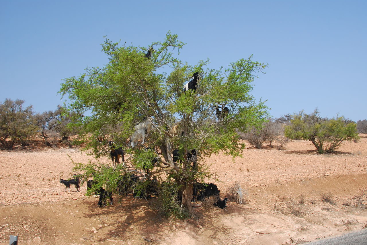 Argan oil klettern climbing goat
