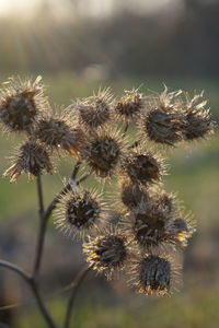 Close-up of wilted flowering plant on field