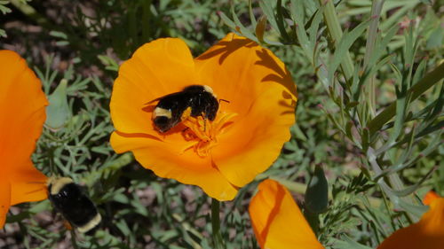 Close-up of bee pollinating on yellow flower