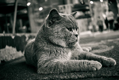 Close-up of a cat looking away