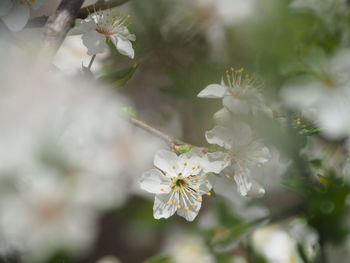 Close-up of white cherry blossom