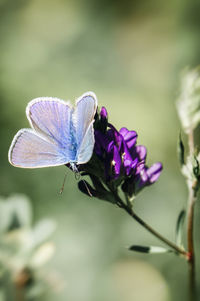 Close-up of butterfly on flower