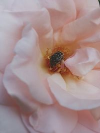 Close-up of white rose flower