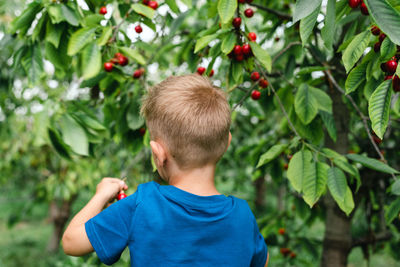 Candid portrait of a boy in the orchard during cherries harvesting.