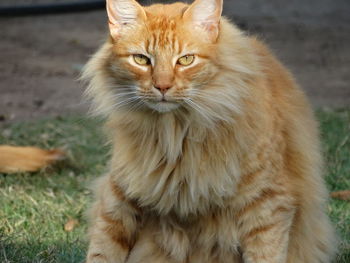 Close-up portrait of cat